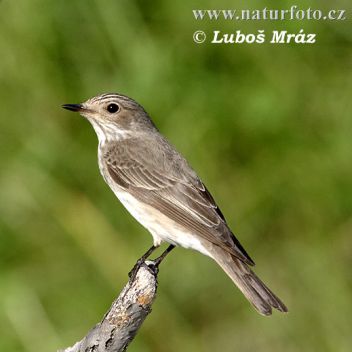 Lejsek - klikněte pro zobrazení detailu