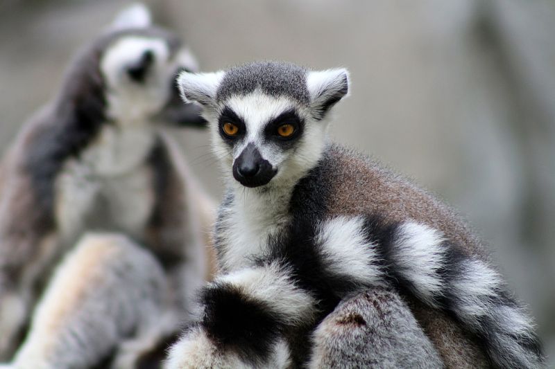 Lemur kata - klikněte pro zobrazení detailu Lemur kata - klikněte pro zobrazení detailu