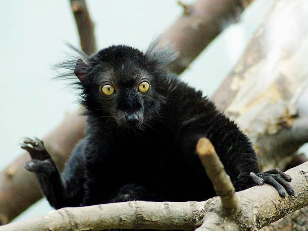 stáhnout tapetu: Lemur tmavý