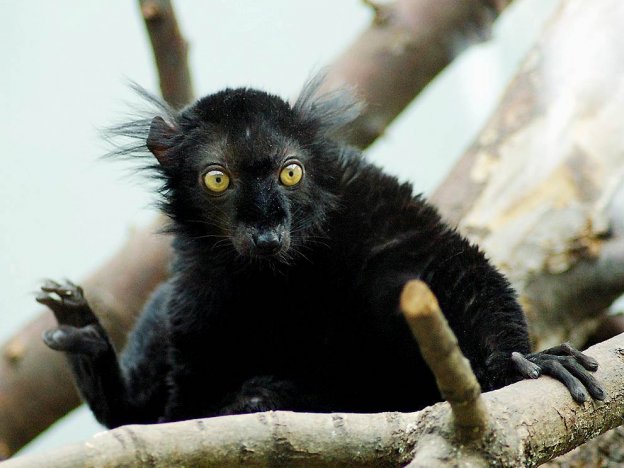 stáhnout tapetu: Lemur tmavý
