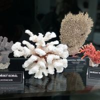 Galerie minerálů Dvůr Králové - mořské korály - klikněte pro zobrazení detailu