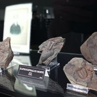 Galerie minerálů Dvůr Králové - zkameněliny - klikněte pro zobrazení detailu