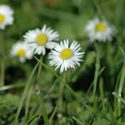 Sedmikráska – drobný kvítek z každé zahrádky