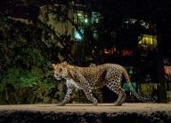 Těžký život Leoparda v Indii: Leopardí kožichy už sice dávno nejsou cool,…