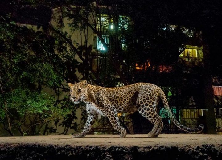 Leopard ve městě Mumbai - klikněte pro zobrazení detailu