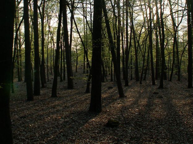 stáhnout tapetu: Západ slunce v lese