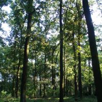 Lesy u Vlárské tratě - klikněte pro zobrazení detailu