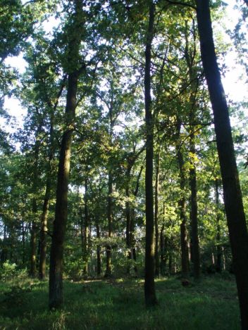 Lesy u Vlárské tratě - klikněte pro zobrazení detailu