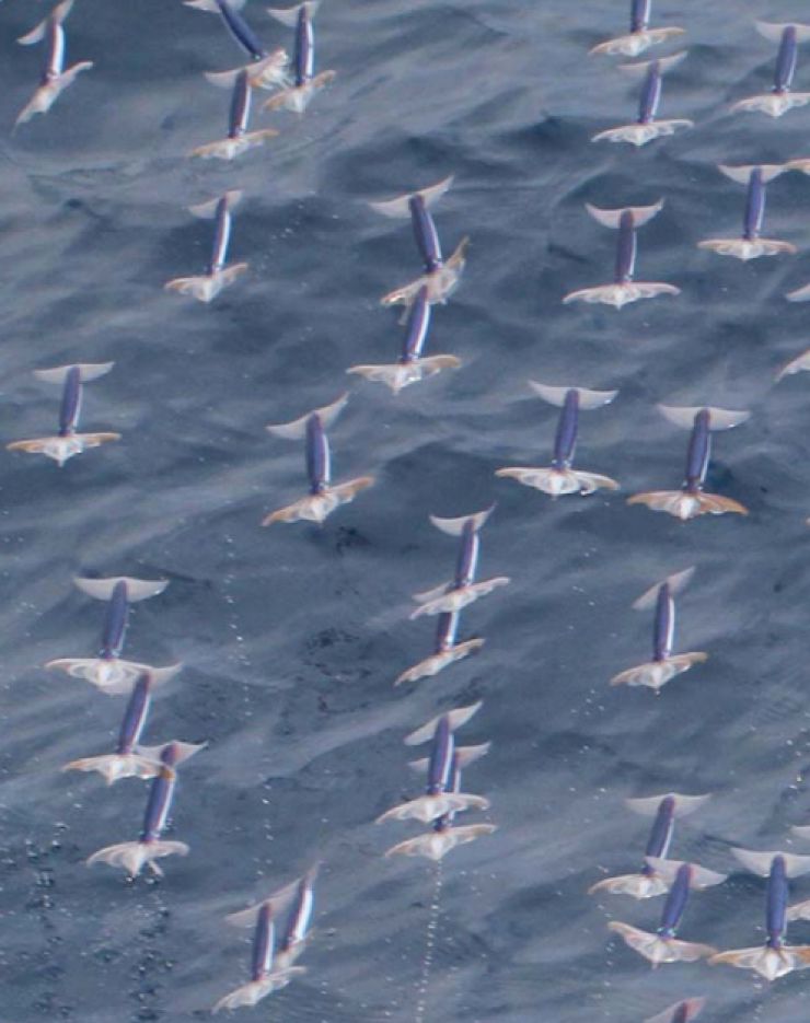 zobrazit detail snímku: Létající hlavonožci - kalmary