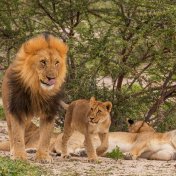 Proč je lev pokládán za krále zvířat?