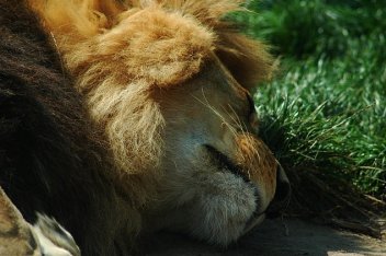 Spící lev - klikněte pro zobrazení detailu
