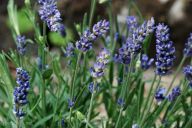 Bylinky a jejich názvy Bylinky a jejich názvy