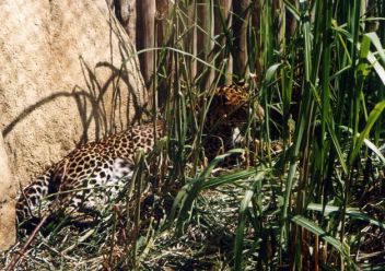 Levhartí odpolední siesta - klikněte pro zobrazení detailu Levhartí odpolední siesta - klikněte pro zobrazení detailu