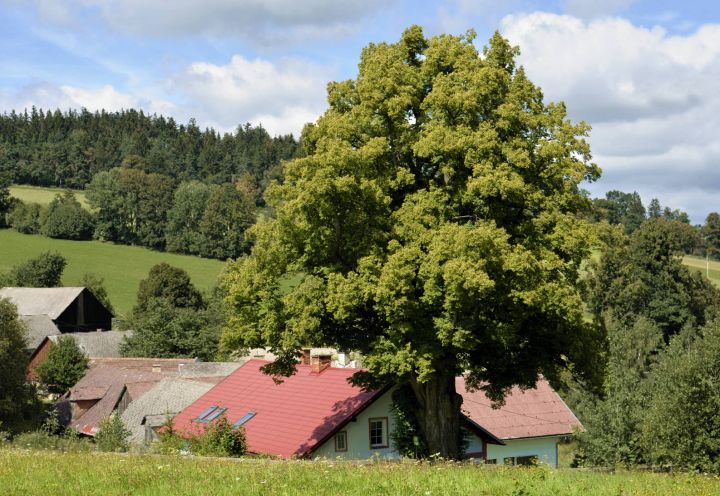 Lípa malolistá neboli srdčitá (Tilia cordata). - klikněte pro zobrazení detailu