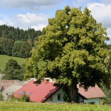 Lípa malolistá neboli srdčitá (Tilia cordata).