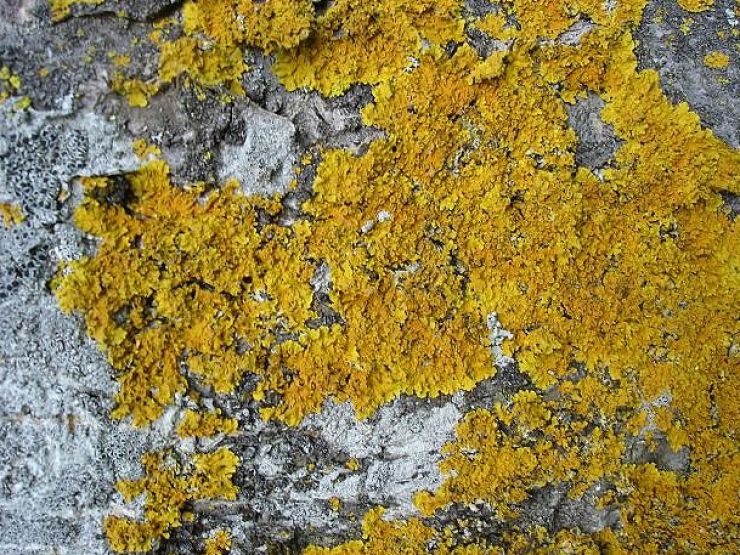 zobrazit detail snímku: Korovitý lišejník