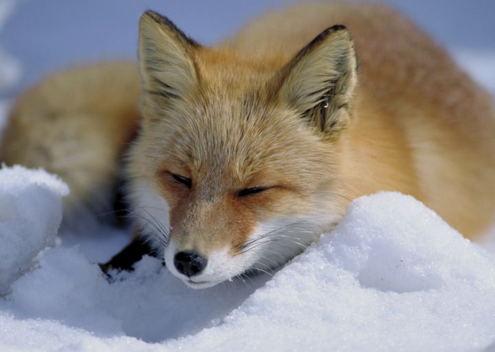 Liška obecná (Vulpes vulpes). - klikněte pro zobrazení detailu