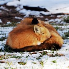Liška obecná (Vulpes vulpes) spící na sněhu.