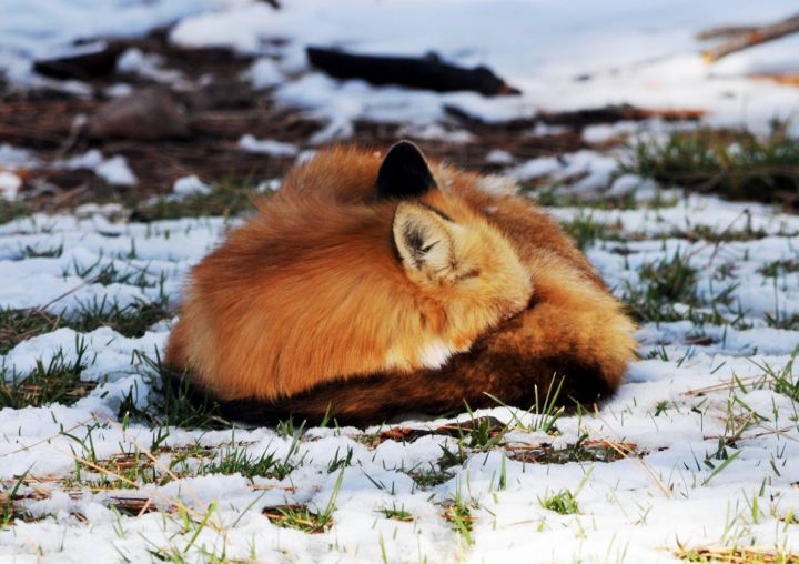 Liška obecná (Vulpes vulpes) spící na sněhu. - klikněte pro zobrazení detailu