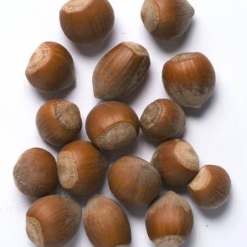 Lískový ořech - klikněte pro zobrazení detailu