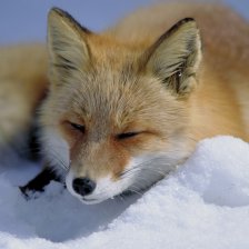 Liška obecná (Vulpes vulpes).