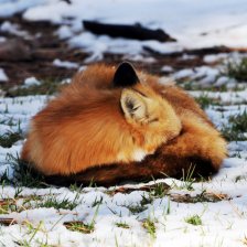 Jak chybějící sníh a vysoké zimní teploty mění chování zvířat, růst rostlin a celou přírodu?
