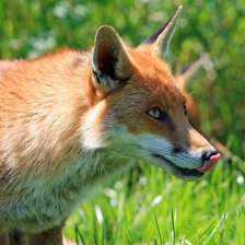 Liška z Tvarožníku v Krkonoších byla odlovena, poškrábala malé dítě