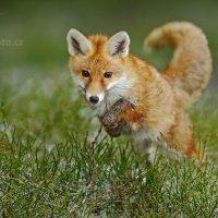 Liška obecná na lovu - klikněte pro zobrazení detailu