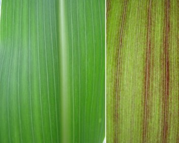 Listy kukuřice - klikněte pro zobrazení detailu