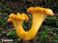 Liška obecná - Cantharellus cibarius: Zamyslíte-li se nad nadpisem článku, můžete…