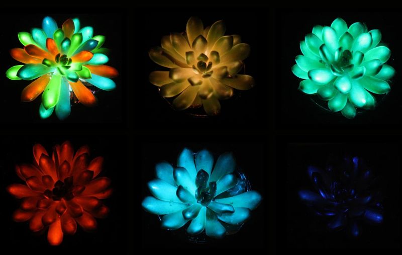 Rozsvícené kaktusy - klikněte pro zobrazení detailu