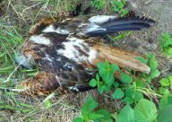Zabitých ptáků na Litoměřicku přibývá: Nedávno jsme vás informovali o nálezech…