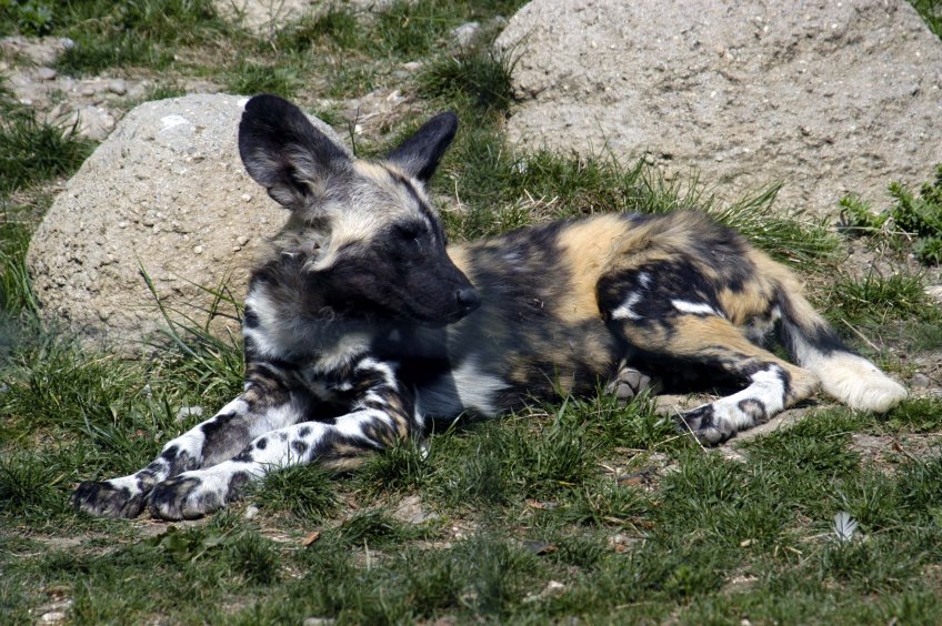 Pes hyenovitý - klikněte pro zobrazení detailu