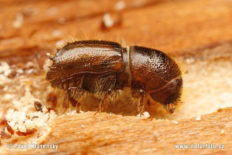 zobrazit detail snímku: Lýkožrout smrkový