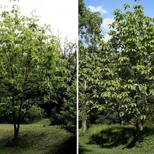 Magnolia obovata