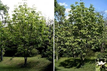 Magnolia obovata - klikněte pro zobrazení detailu