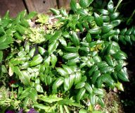Mahónie cesmínolistá - Mahonia aquifolium: Mahónii cesmínolistou mají rádi zahrádkáři,…