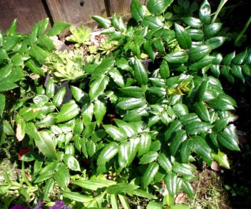 Mahónie cesmínolistá - klikněte pro zobrazení detailu Mahónie cesmínolistá - klikněte pro zobrazení detailu