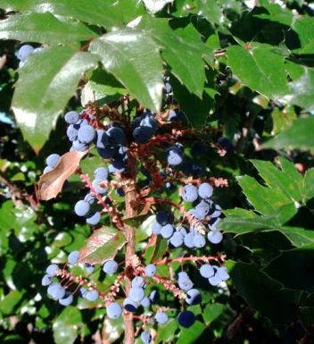 Mahónie cesmínolistá - klikněte pro zobrazení detailu Mahónie cesmínolistá - klikněte pro zobrazení detailu