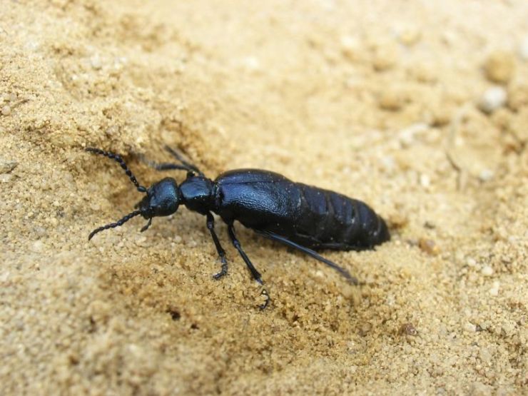 zobrazit detail snímku: Majka fialová