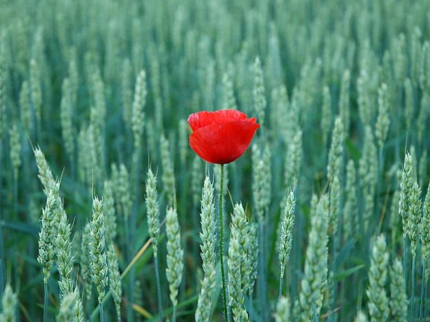 stáhnout tapetu: Mák v obilí