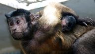 Rohaté miminko v Zoo Jihlava: Nejen příjemné jarní počasí, ale i první…