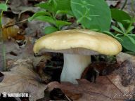 Čirůvka májovka – Calocybe gambosa: Čirůvka májovka se řadí mezi jedlé houby a…