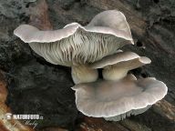 Hlíva ústřičná - Pleurotus ostreatus: Hlívu ústřičnou není určitě potřeba dlouze…