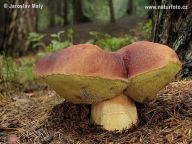 Hřib borový - Boletus pinophilus: Hřib borový, lidově podborovák, je chuťově…