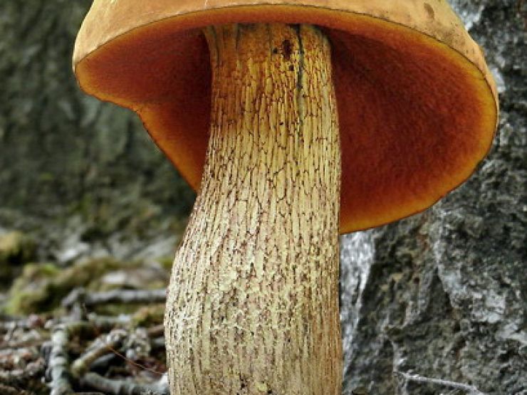 zobrazit detail snímku: Hřib koloděj