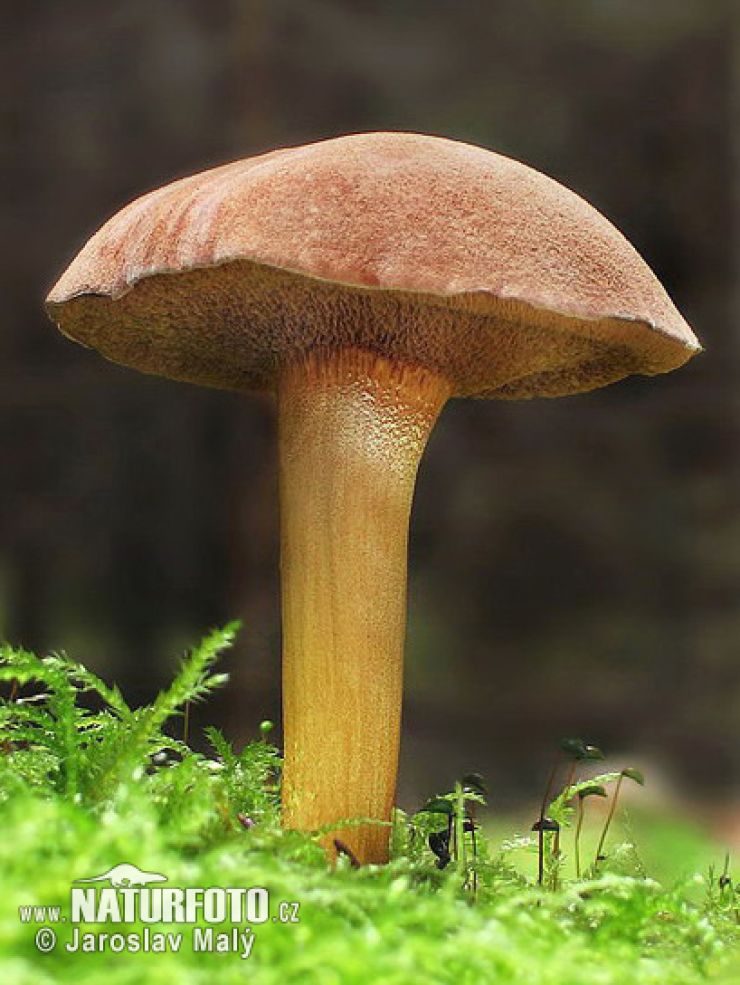 zobrazit detail snímku: Hřib peprný