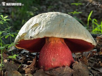 Hřib satan - klikněte pro zobrazení detailu Hřib satan - klikněte pro zobrazení detailu