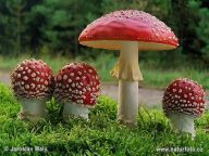 Muchomůrka červená - Amanita muscaria: Kdo by muchomůrku neznal. Vévodí našim lesům…