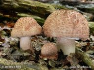 Muchomůrka růžovka - Amanita rubescens: 